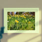 Daffodil Art Glasgow Botanic Gardens Photography Print