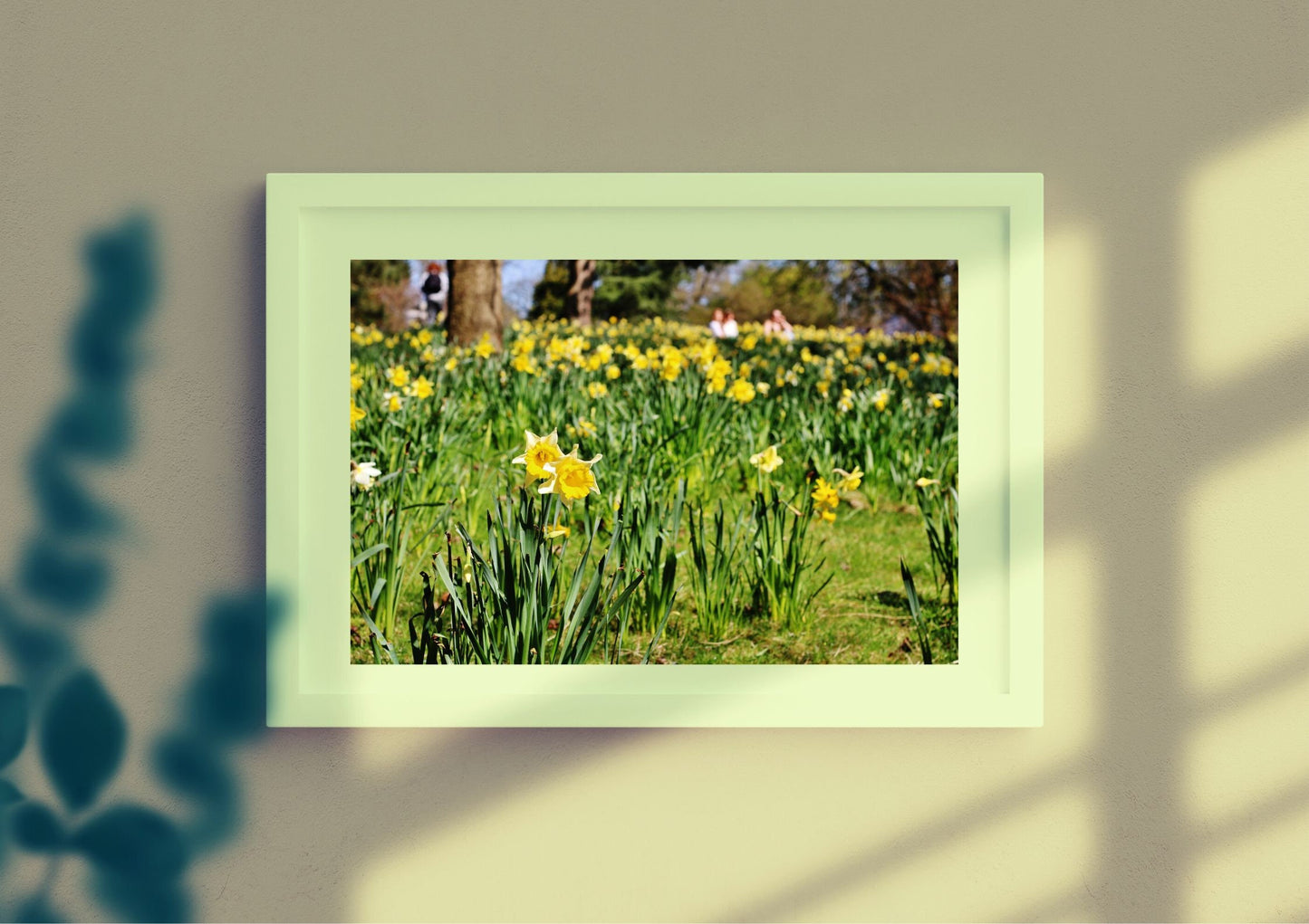 Daffodil Art Glasgow Botanic Gardens Photography Print