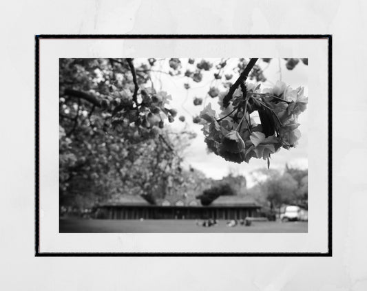 The Meadows Edinburgh Cherry Blossoms Black And White Photography Print