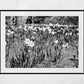 Daffodil Art Glasgow Botanic Gardens Black And White Photography Print
