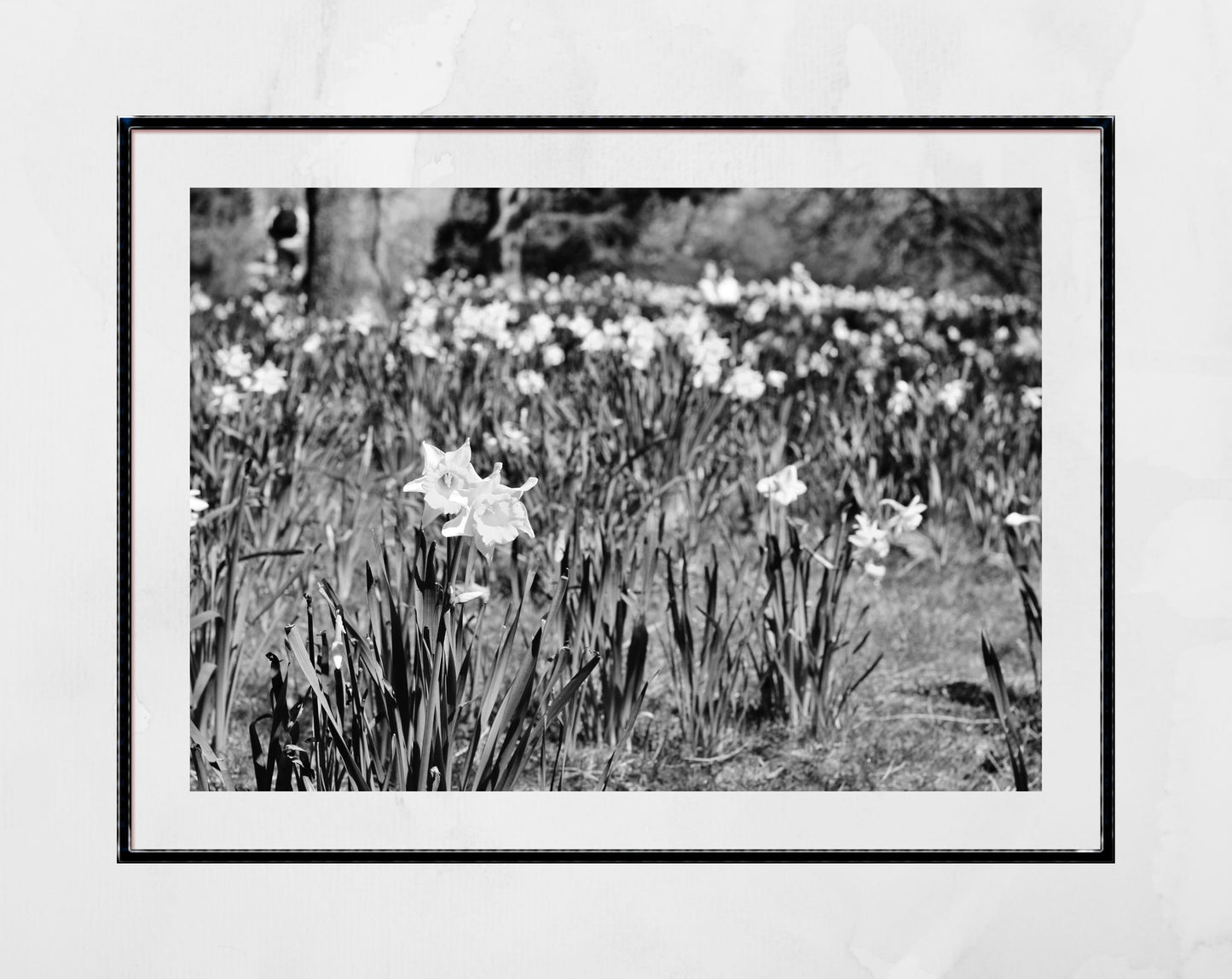 Daffodil Art Glasgow Botanic Gardens Black And White Photography Print