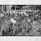 Daffodil Art Glasgow Botanic Gardens Black And White Photography Print