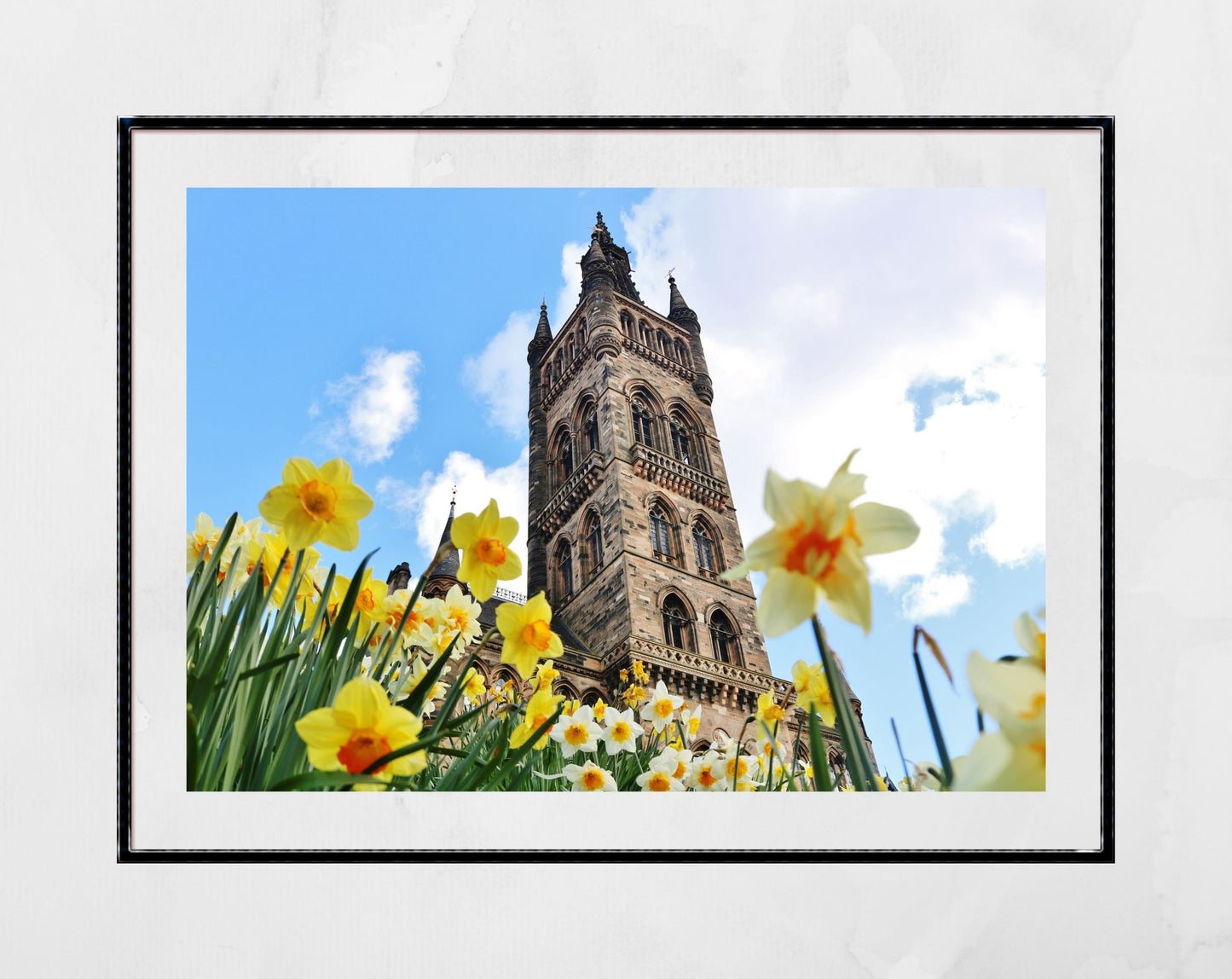 Glasgow University Photography Print Daffodil Wall Art