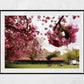 The Meadows Edinburgh Cherry Blossoms Photography Print