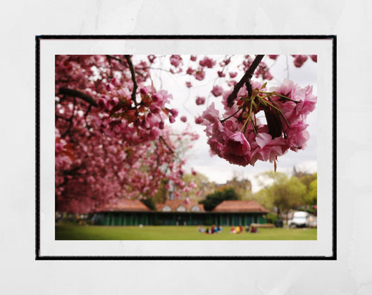 The Meadows Edinburgh Cherry Blossoms Photography Print