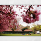 The Meadows Edinburgh Cherry Blossoms Photography Print
