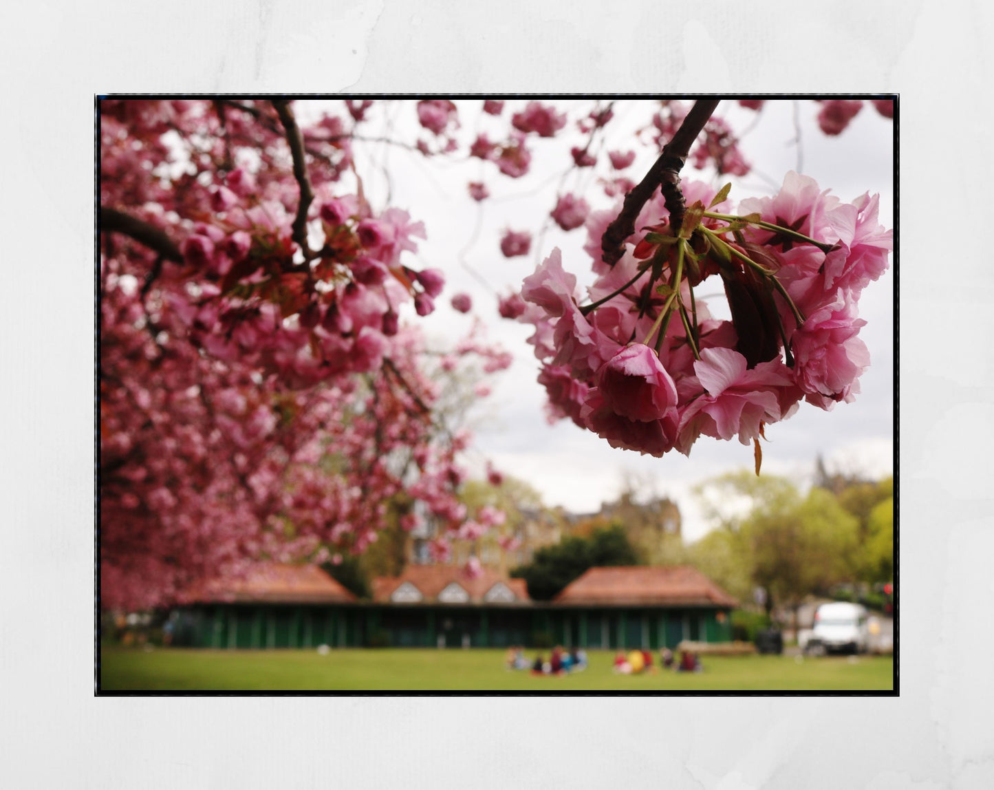 The Meadows Edinburgh Cherry Blossoms Photography Print