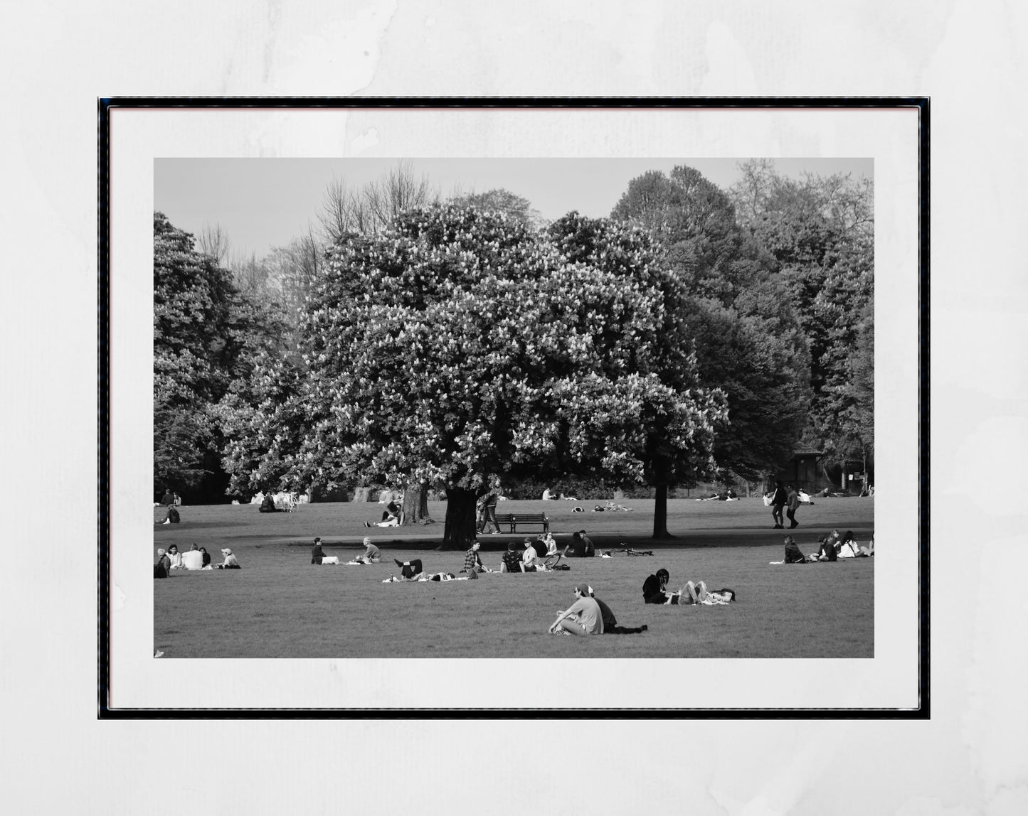 Clissold Park London Black And White Photography Print